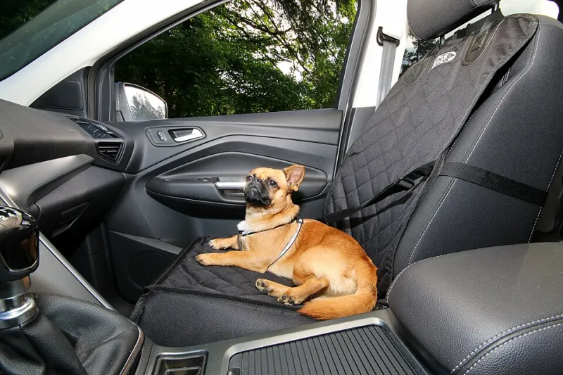 Due settimane di ferie senza di lui? Impossibile: la guida vera per viaggiare con il tuo cane (e senza sorprese)